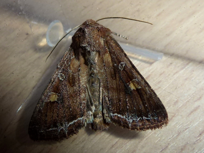 Lacanobia oleracea &copy; MAILLIER Sébastien