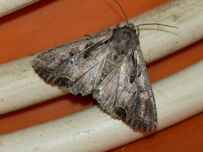 Lacanobia suasa &copy; BARBIER Simon