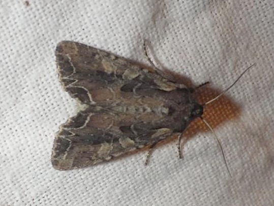 Lacanobia thalassina &copy; DOBIGNY Valentin