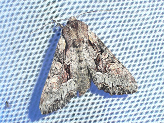 Lacanobia w-latinum &copy; MAILLIER Sébastien