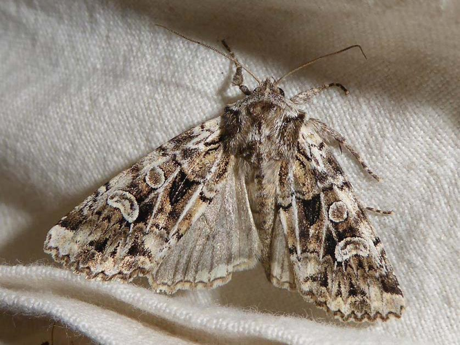 Pachetra sagittigera &copy; DAUMAL Thibaud