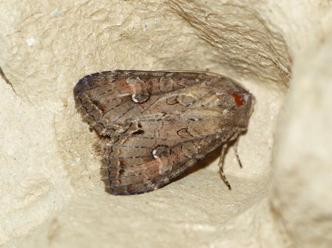 Polia bombycina &copy; BARBIER Simon