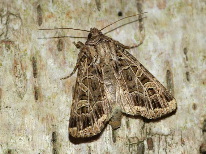 Sideridis reticulata &copy; BARBIER Simon