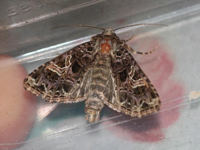 Sideridis rivularis &copy; DANTEN Benoit