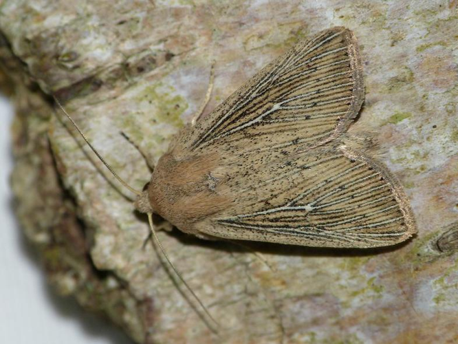Leucania obsoleta &copy; BARBIER Simon