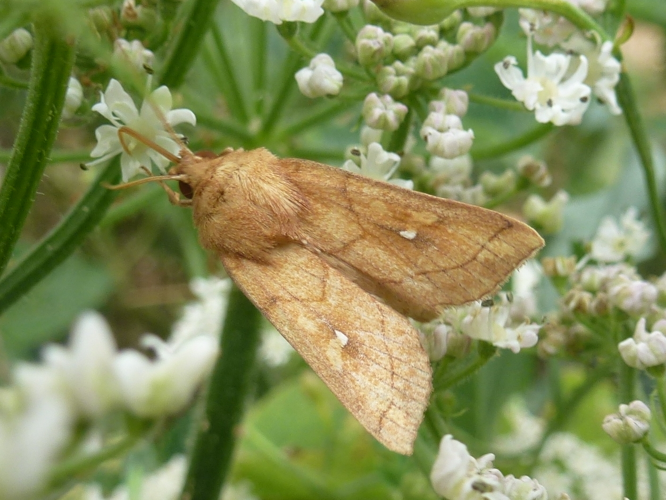 Mythimna conigera &copy; MAILLIER Sébastien