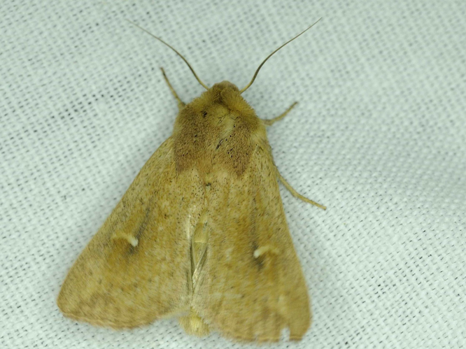 Mythimna ferrago &copy; MATHOT William