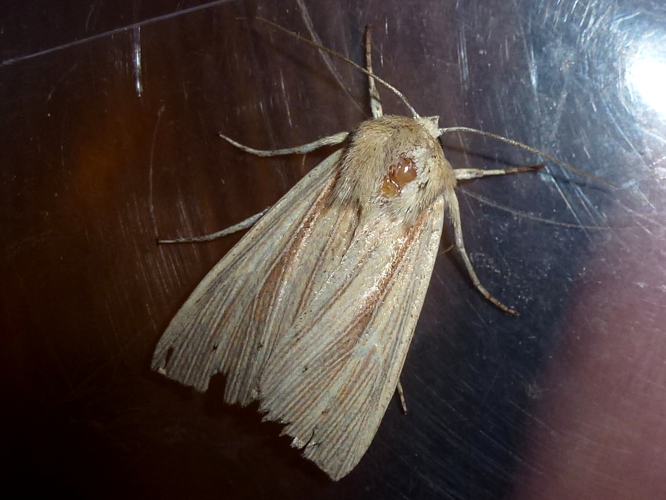 Mythimna impura &copy; MAILLIER Sébastien