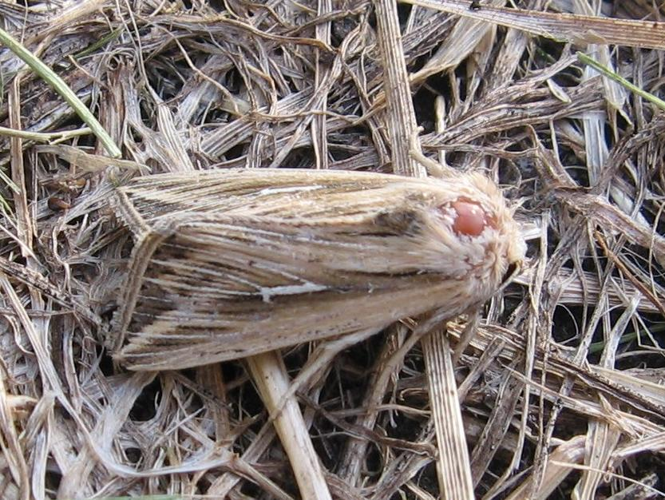 Mythimna l-album &copy; LETHEVE Xavier