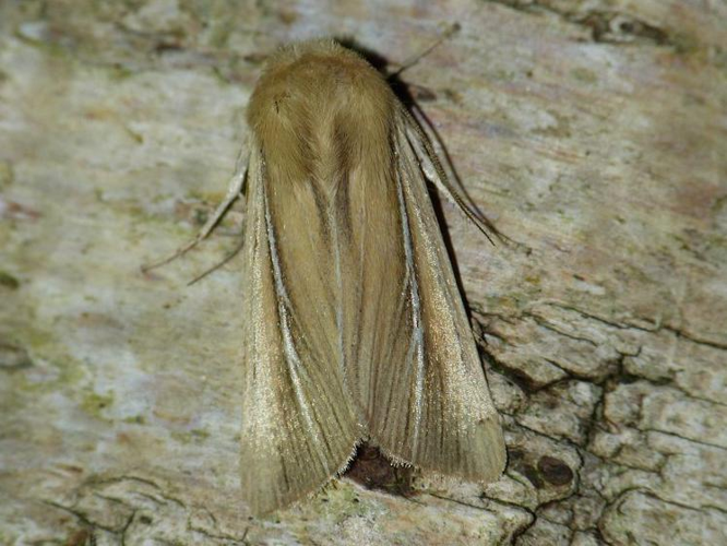 Mythimna litoralis &copy; BARBIER Simon