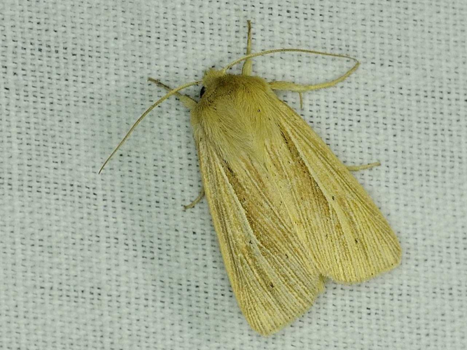 Mythimna pallens &copy; MATHOT William