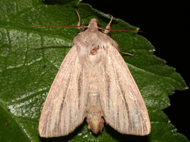 Mythimna pudorina &copy; DANTEN Benoit