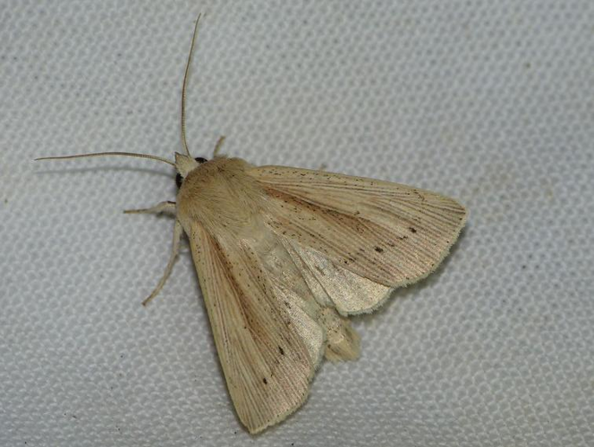 Mythimna straminea &copy; BARBIER Simon
