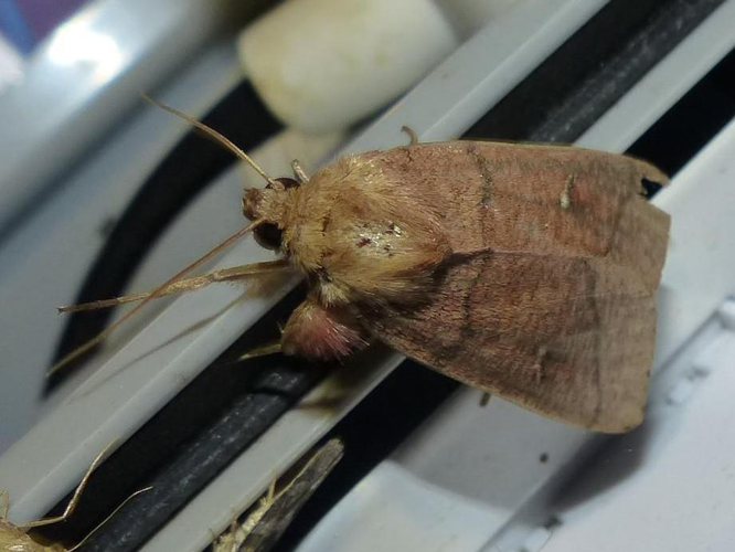 Mythimna turca &copy; DEROZIER Carole