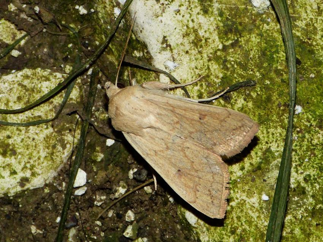 Mythimna vitellina &copy; BARBIER Simon