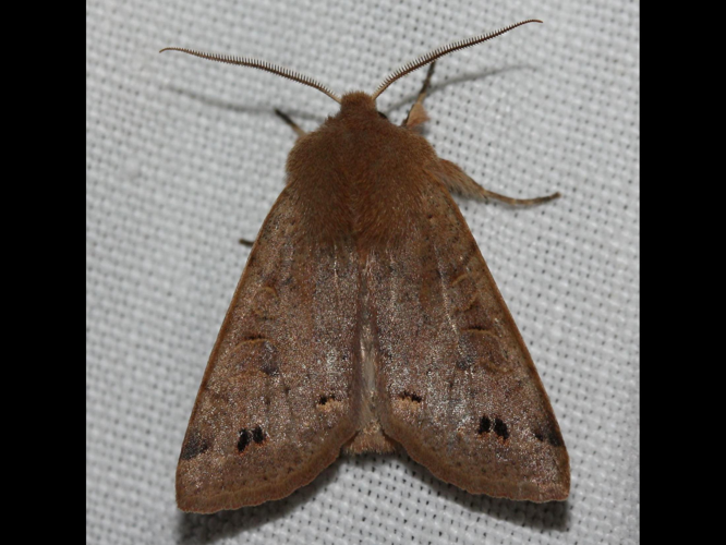 Perigrapha munda &copy; LETHEVE Xavier