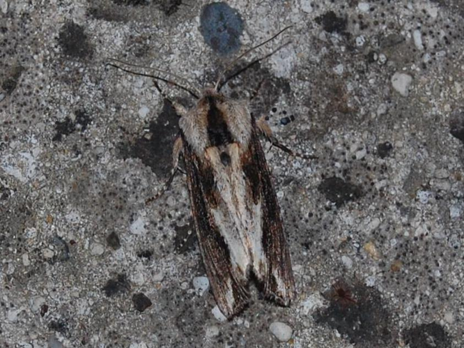 Egira conspicillaris &copy; VANSTEENE Nicolas