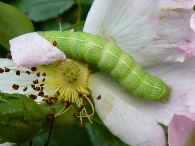 Orthosia cerasi &copy; MAILLIER Sébastien