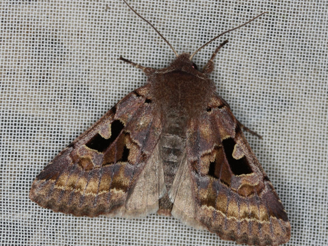 Orthosia gothica &copy; LETHEVE Xavier