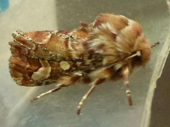 Panolis flammea &copy; MAILLIER Sébastien