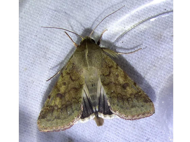 Helicoverpa armigera &copy; DEROZIER Carole