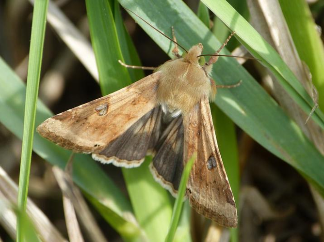 Heliothis peltigera &copy; BARBIER Simon