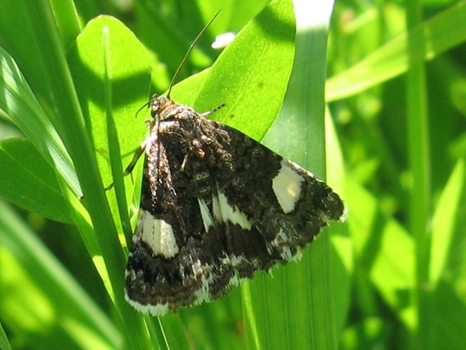 Tyta luctuosa &copy; LETHEVE Xavier