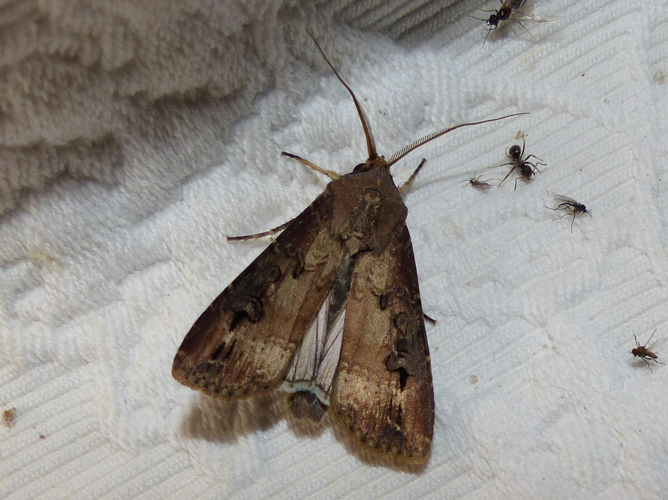 Agrotis ipsilon &copy; DEROZIER Carole
