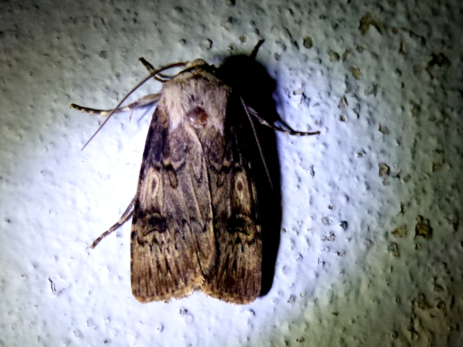 Agrotis puta &copy; MAILLIER Sébastien