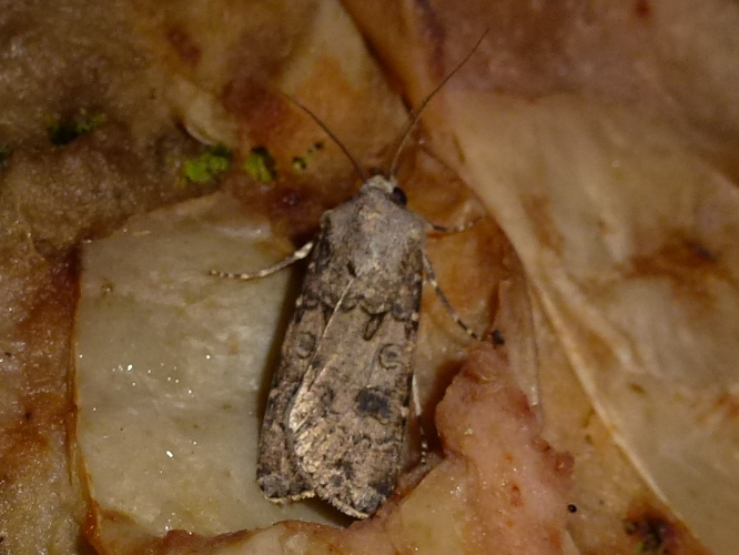 Agrotis segetum &copy; MAILLIER Sébastien