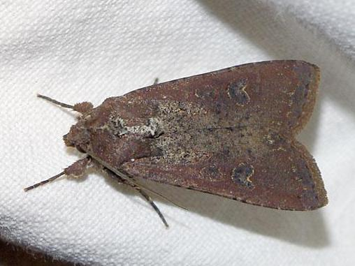 Peridroma saucia &copy; DE LESTANVILLE Henry