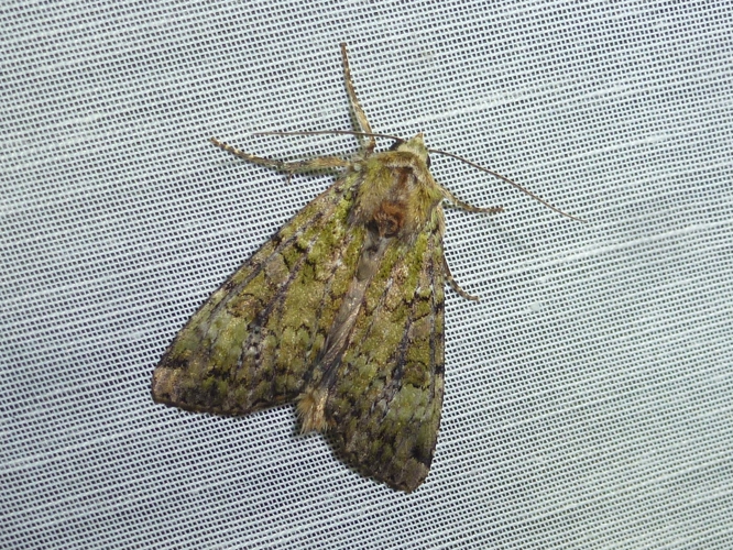 Anaplectoides prasina &copy; MAILLIER Sébastien