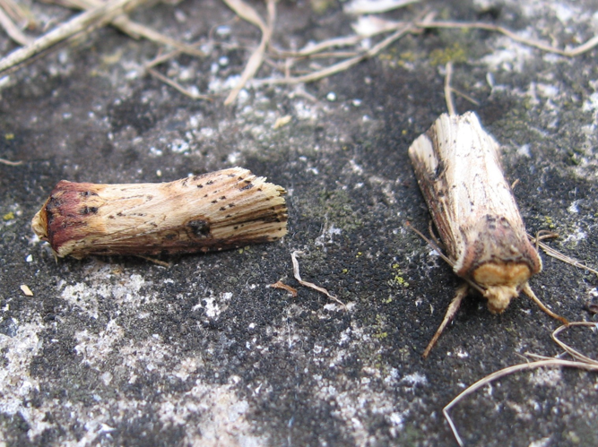 Axylia putris &copy; LETHEVE Xavier