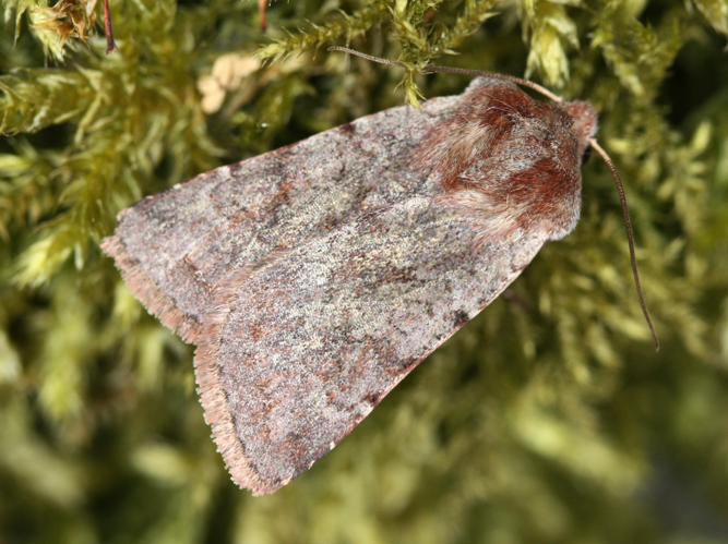 Cerastis rubricosa &copy; LETHEVE Xavier