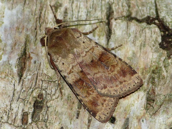 Diarsia mendica &copy; BARBIER Simon