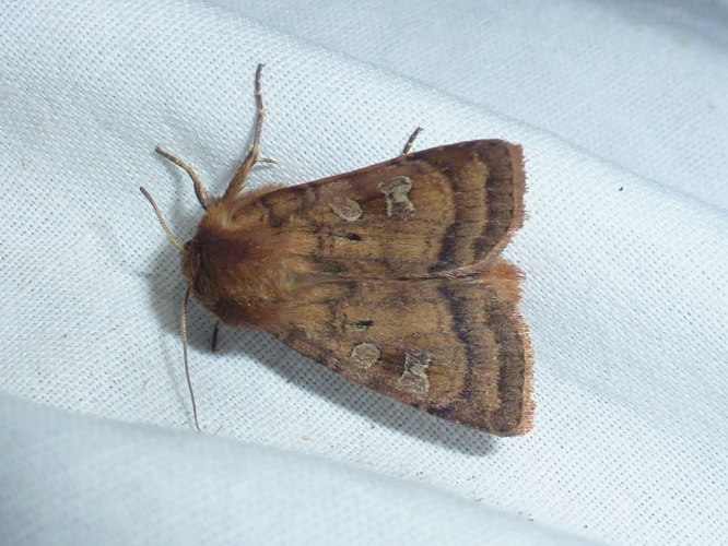 Diarsia rubi &copy; MAILLIER Sébastien