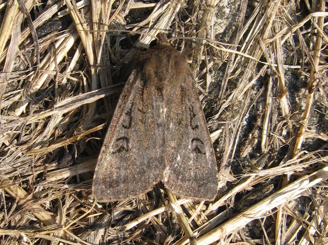 Graphiphora augur &copy; LETHEVE Xavier