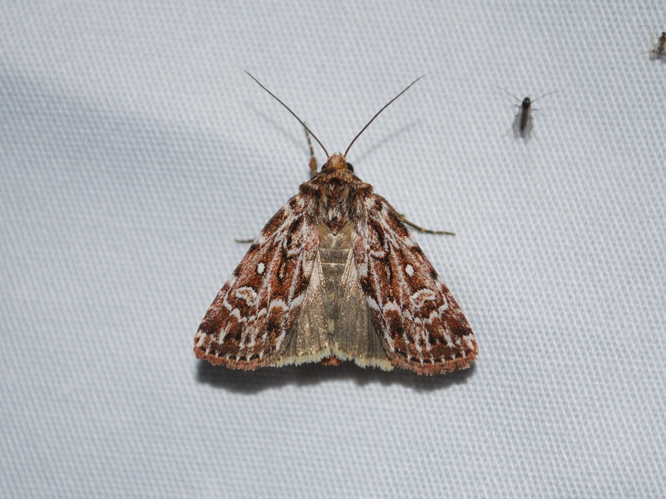 Lycophotia porphyrea &copy; GERARD Thibaut