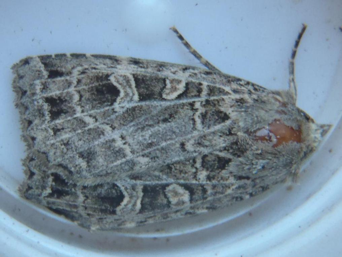 Naenia typica &copy; HALLART Guénael