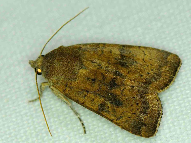 Noctua interjecta &copy; MATHOT William