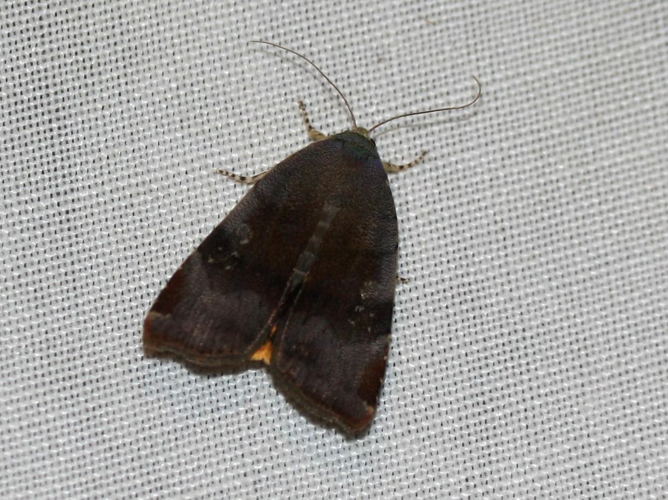 Noctua janthina &copy; LETHEVE Xavier