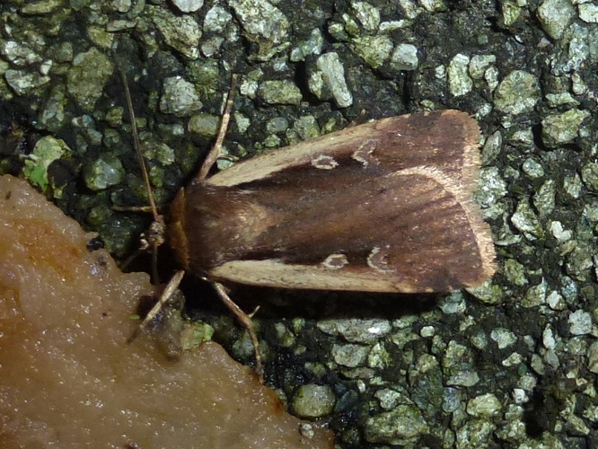 Ochropleura plecta &copy; MAILLIER Sébastien