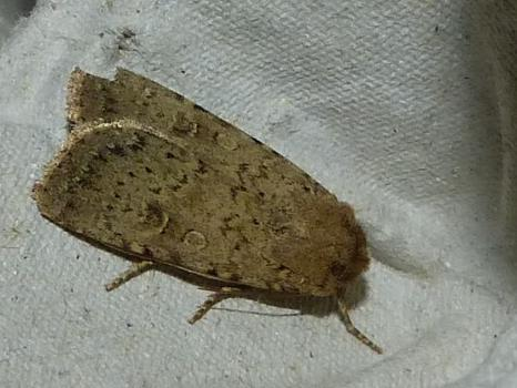 Rhyacia simulans &copy; BARBIER Simon