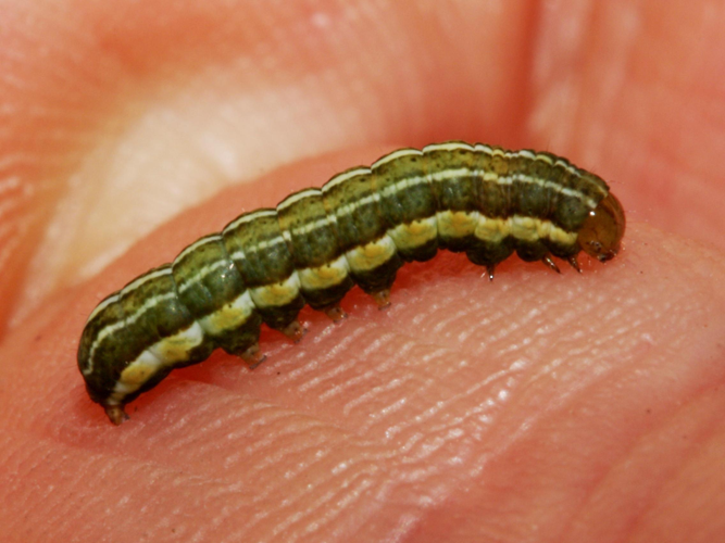 Xestia agathina &copy; LETHEVE Xavier