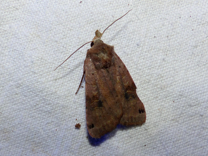 Xestia baja &copy; DEROZIER Carole