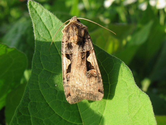 Xestia c-nigrum &copy; LETHEVE Xavier