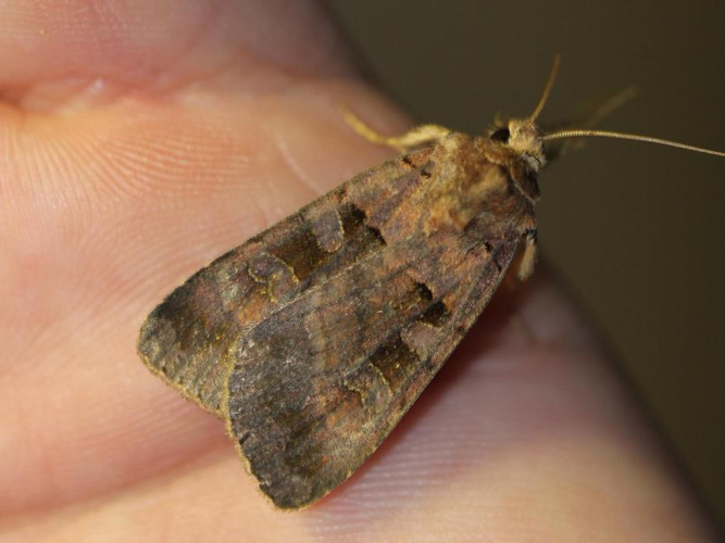 Xestia rhomboidea &copy; COLINDRE Laurent