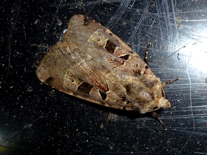 Xestia triangulum &copy; MAILLIER Sébastien