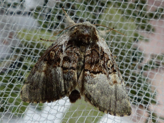 Colocasia coryli &copy; DEROZIER Carole