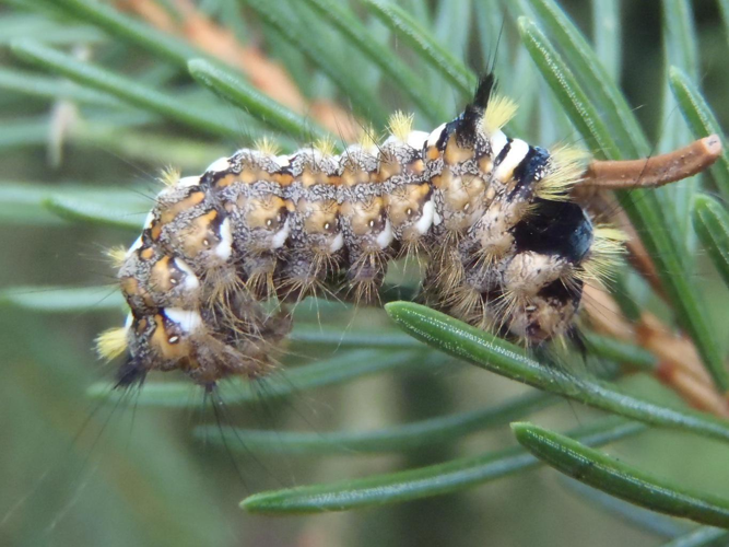 Panthea coenobita &copy; HALLART Guénael